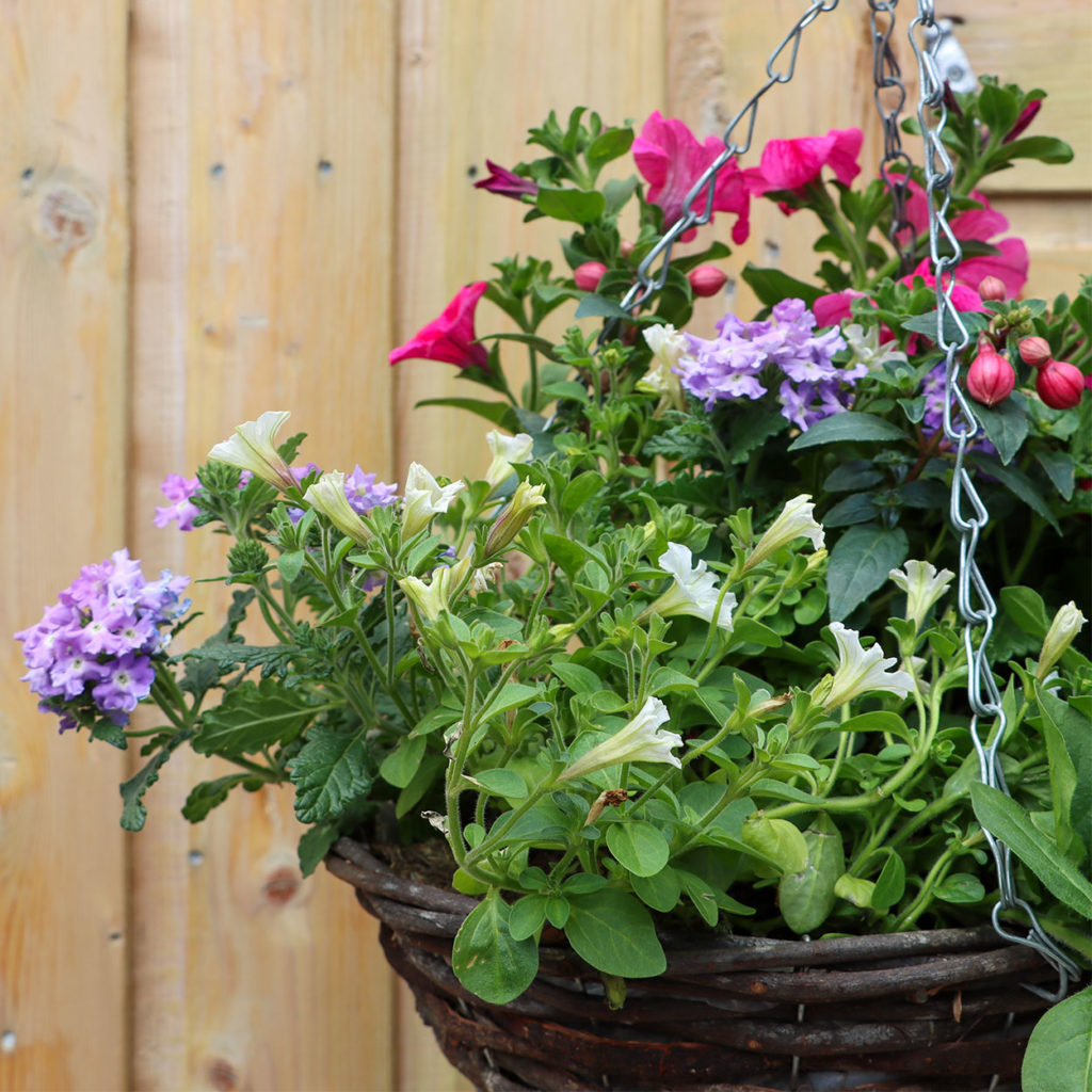 Close up of hanging basket with bloomed flowers hanging in garden