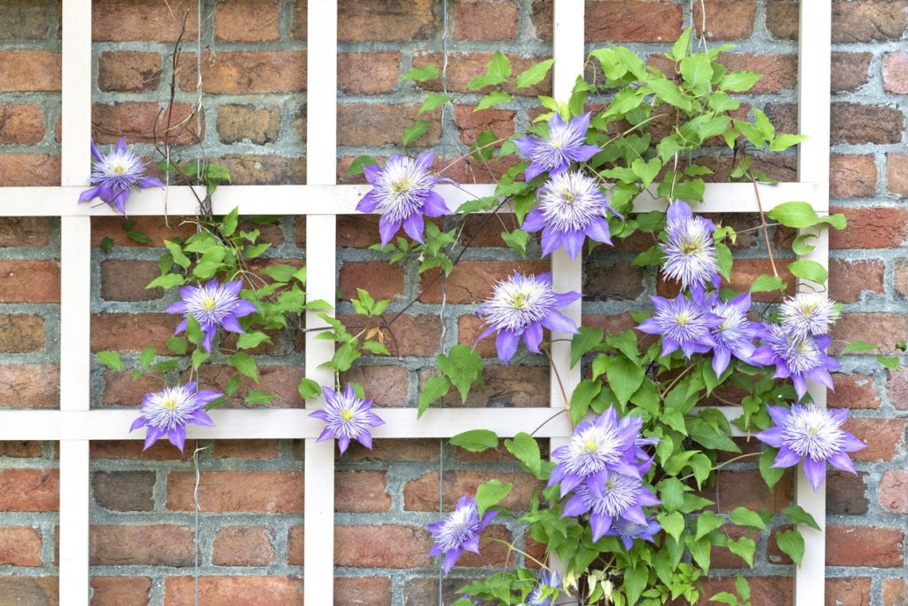 purple flowers growing around trellis, in front of red brick wall