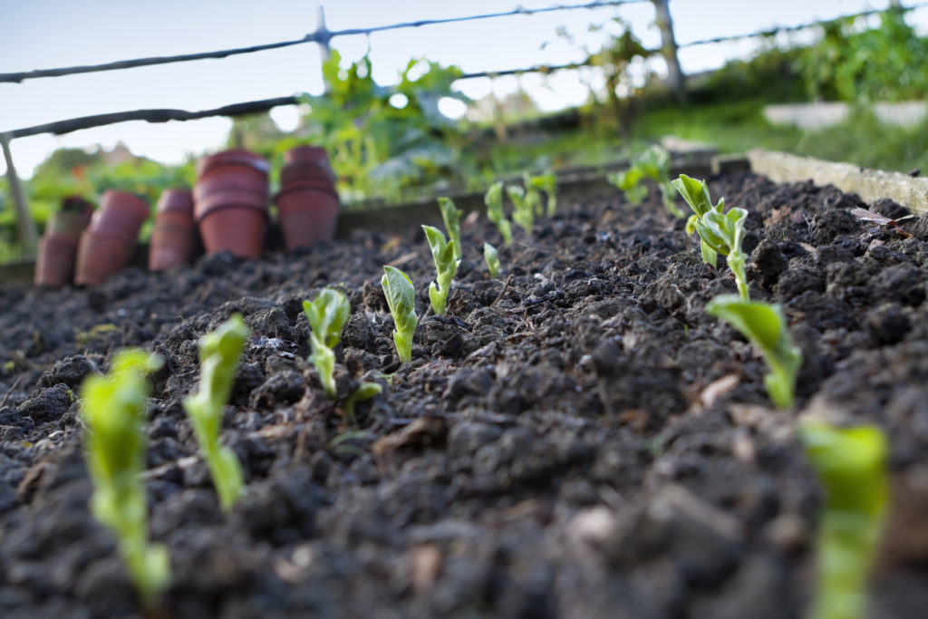 veg seeds