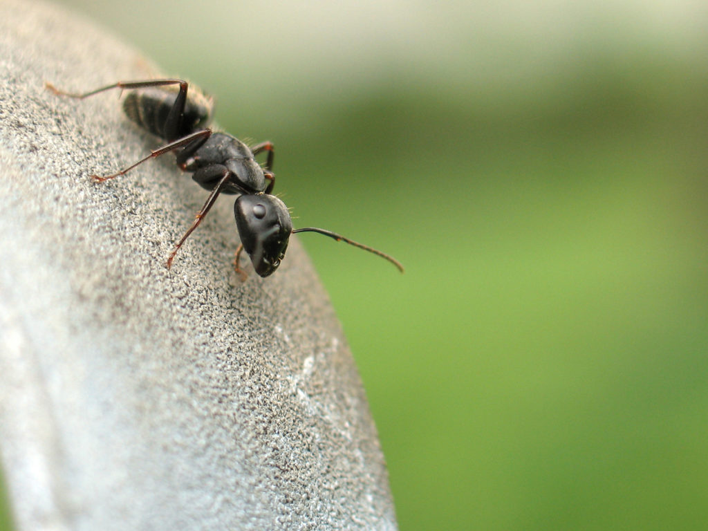 Extreme close up of ant on patio 