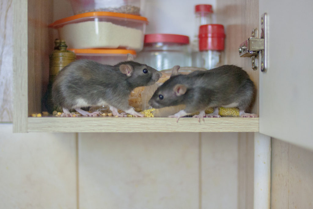Two mice in kitchen cupboard looking for food