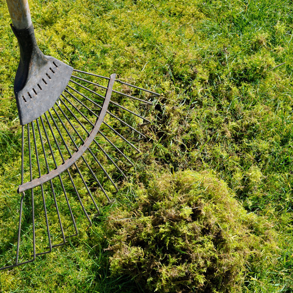 Close up of rake clearing away moss from grass