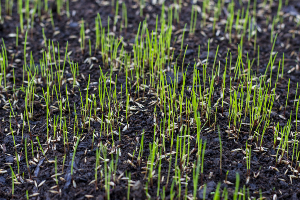 New grass growing on soil with seeds scattered around