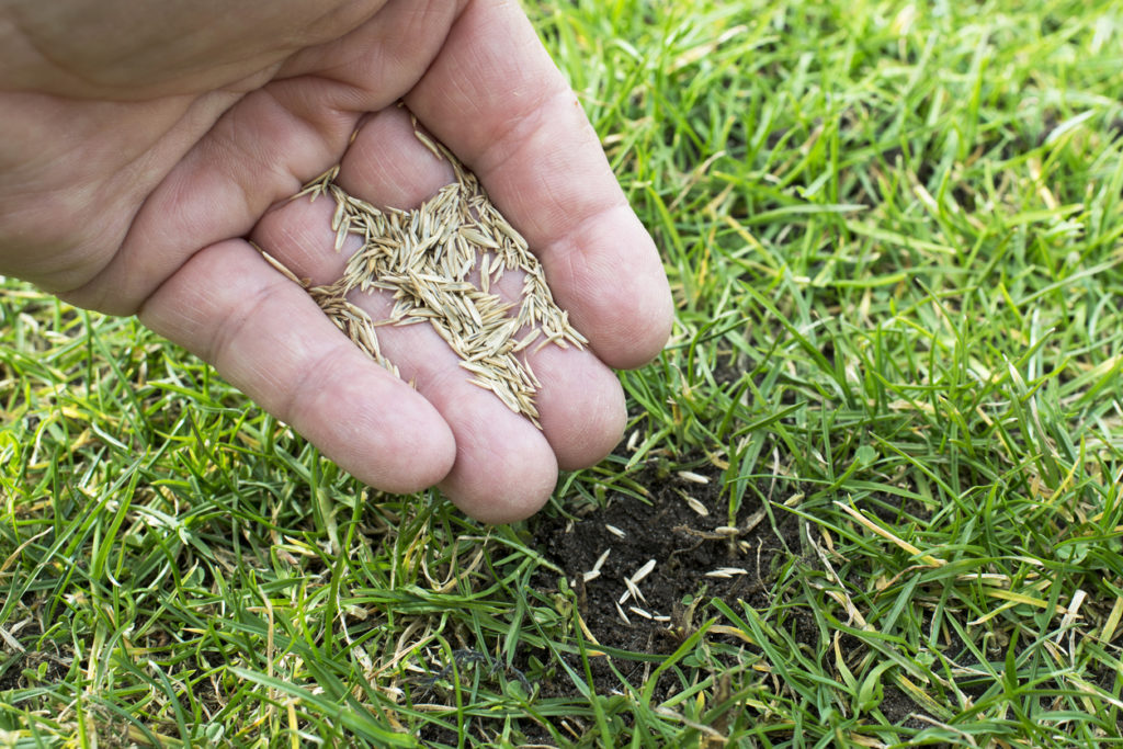 Close up of hand dropping grass seed onto sparce area of the garden