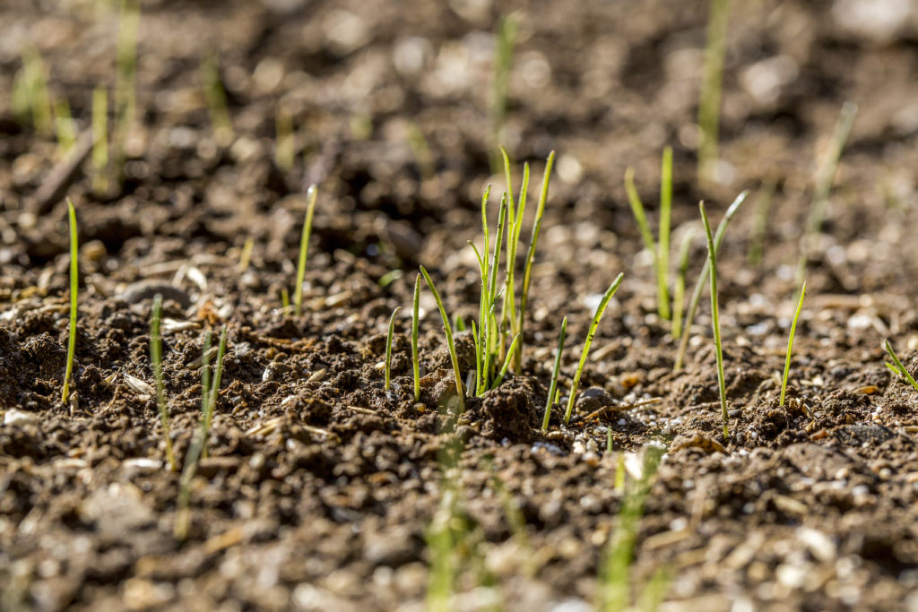 Grass seeds starting to sprout in a freshly seeded garden