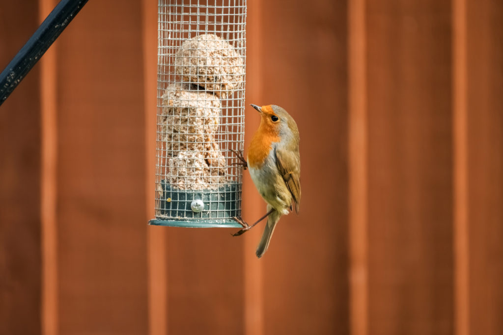 A robin feeding from a bird feeder