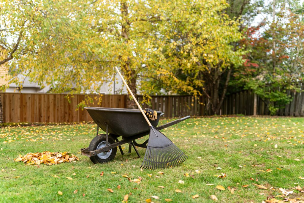 A piles of Autumn leaves rests in the grass next to a wheelbarrow and rake in a residential backyard.