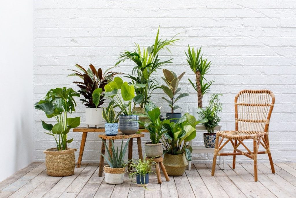 All types of indoor lants in woven baskets.