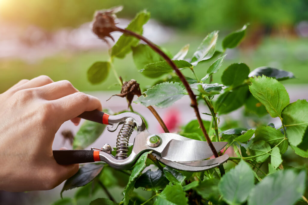 A person using a secateurs to deadhead plants in their garden this summer.