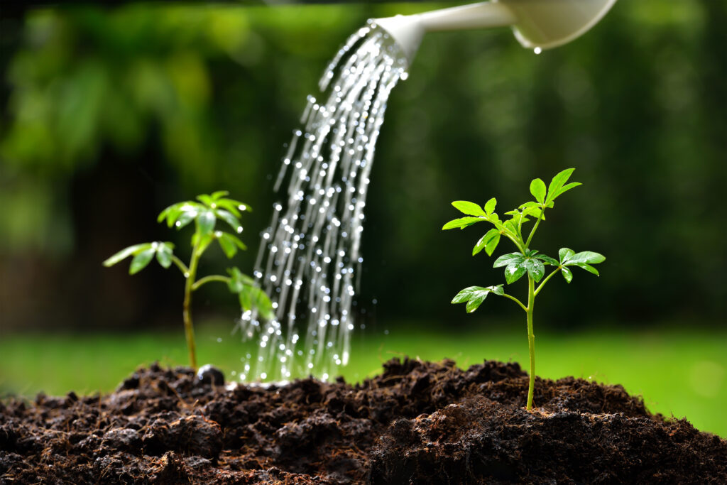 Watering the soil of a plant for a beautiful garden in summer.