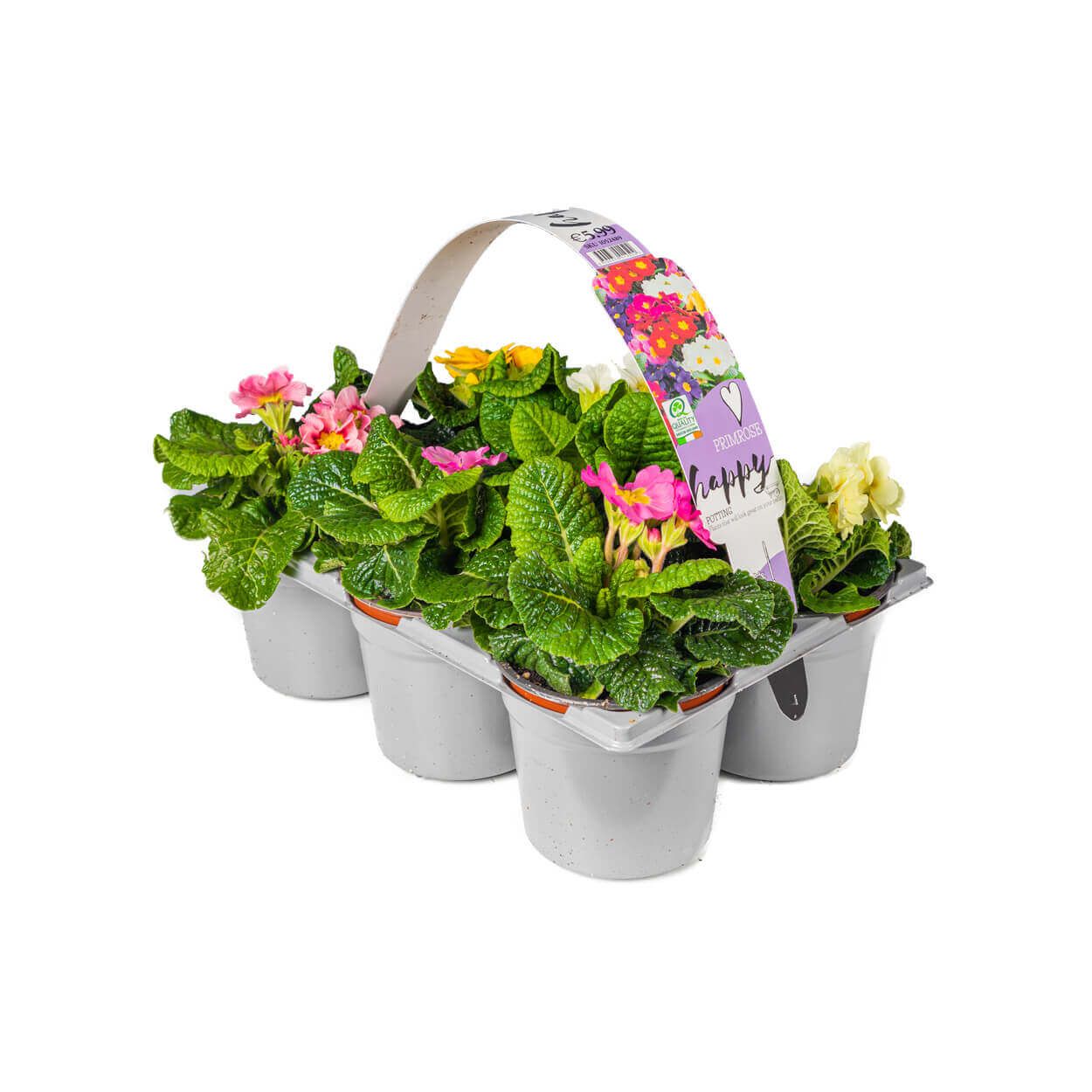 Primose Jumbo 6 Pot Carry Pack