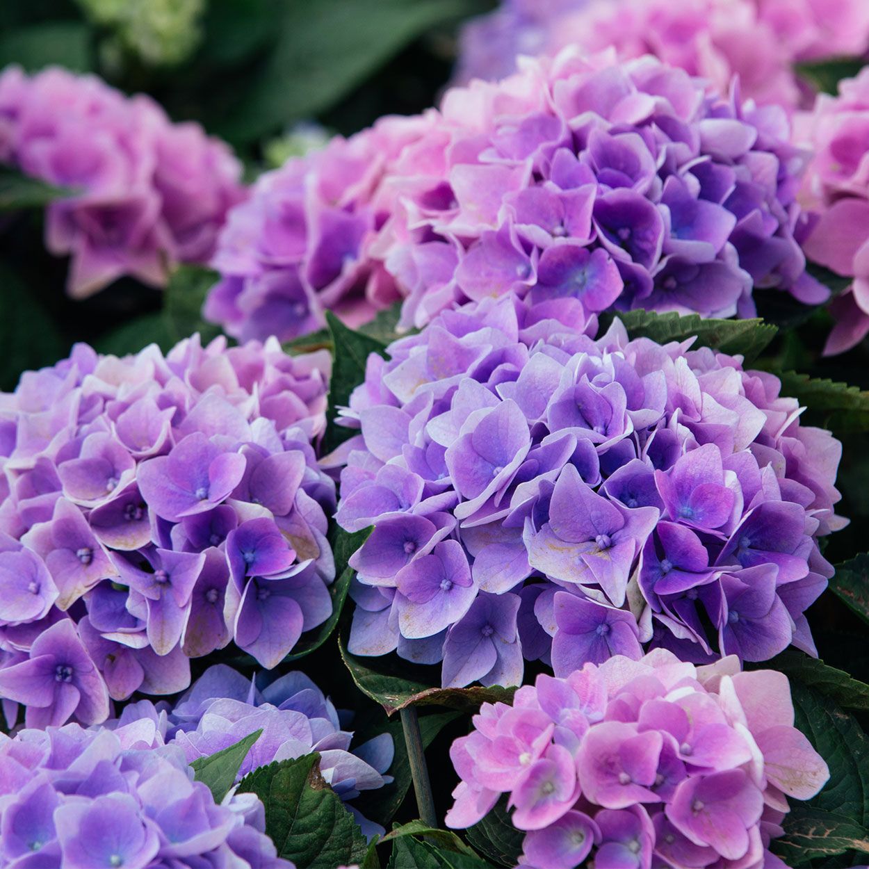 Hydrangea 3.5L