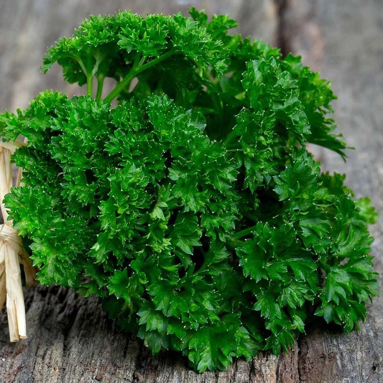Italian Herbs Parsley 1.2L