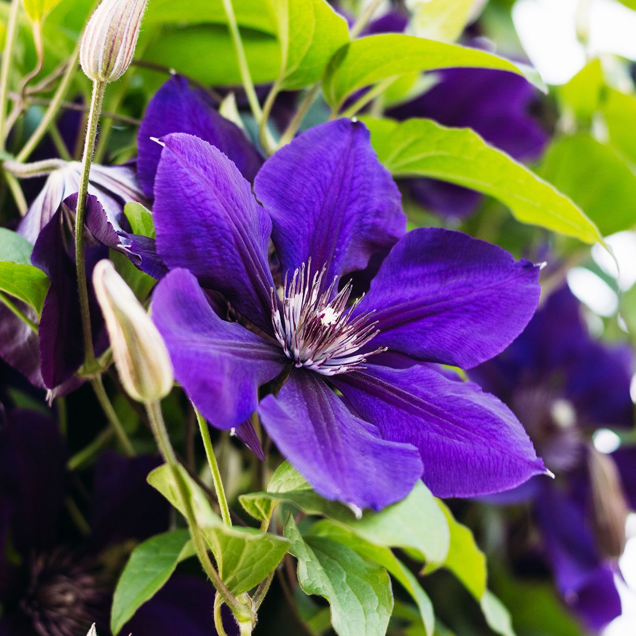 Purple clematis store