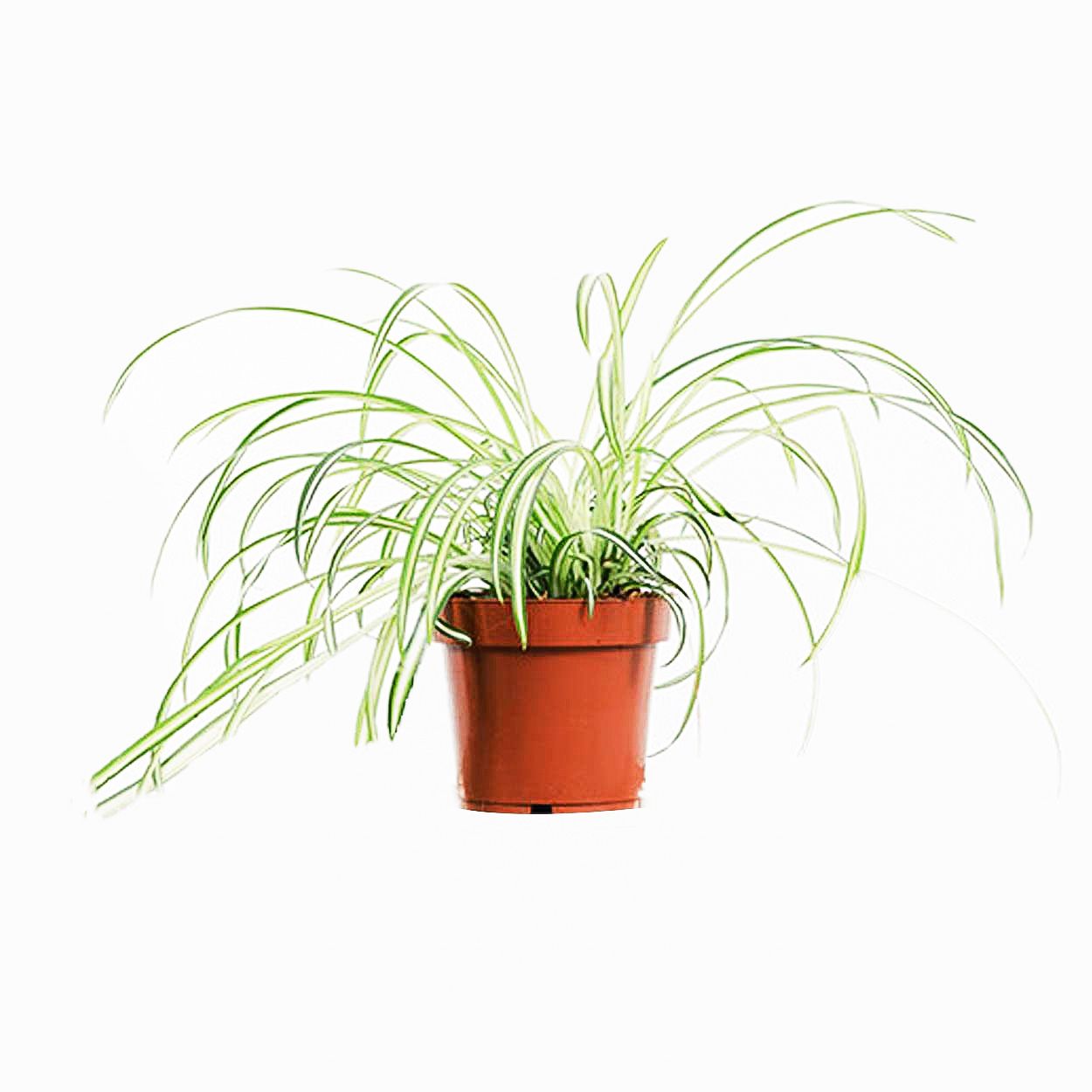 Chlorophytum Atlantic - Spider Plant 12cm