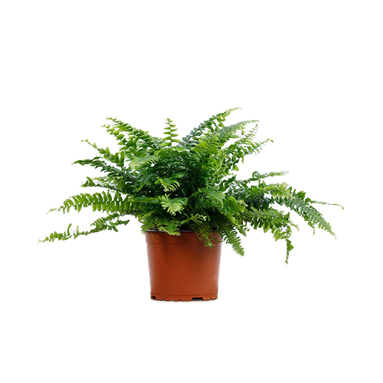 Nephrolepis Exaltata - Boston Fern 17cm