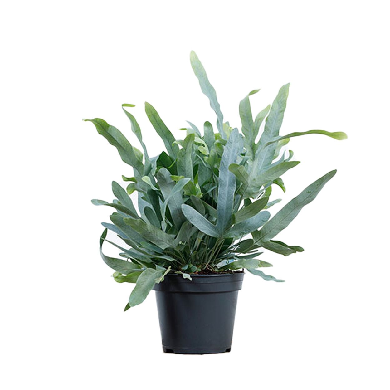 Phlebodium Aureum - Blue Star 14cm