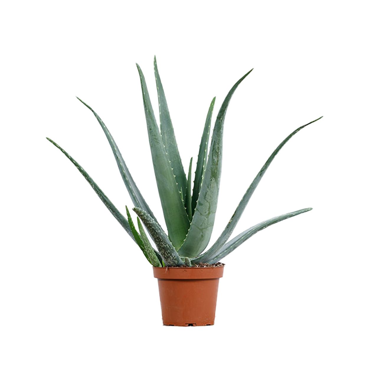 Aloe Vera - Barbadensis 14cm
