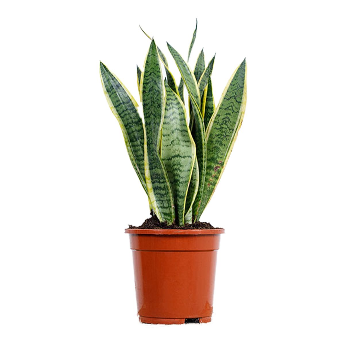 Sansevieria Trifa Laurentii - Snake Plant 17cm