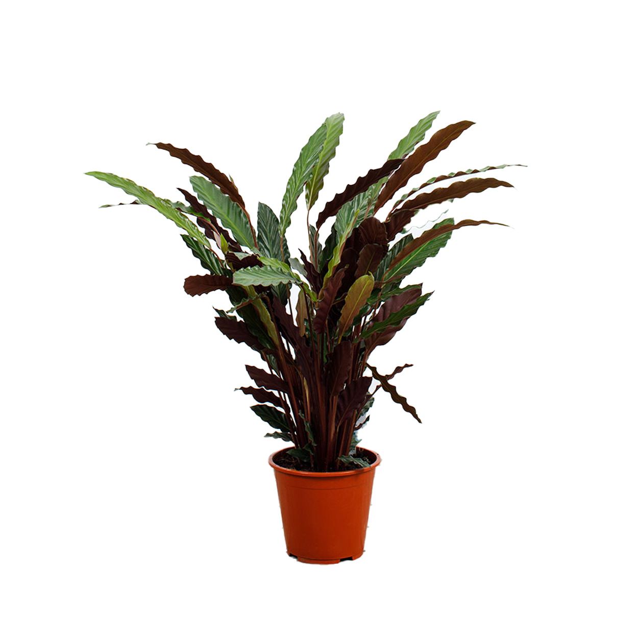 Calathea Mix - Prayer Plant 19cm