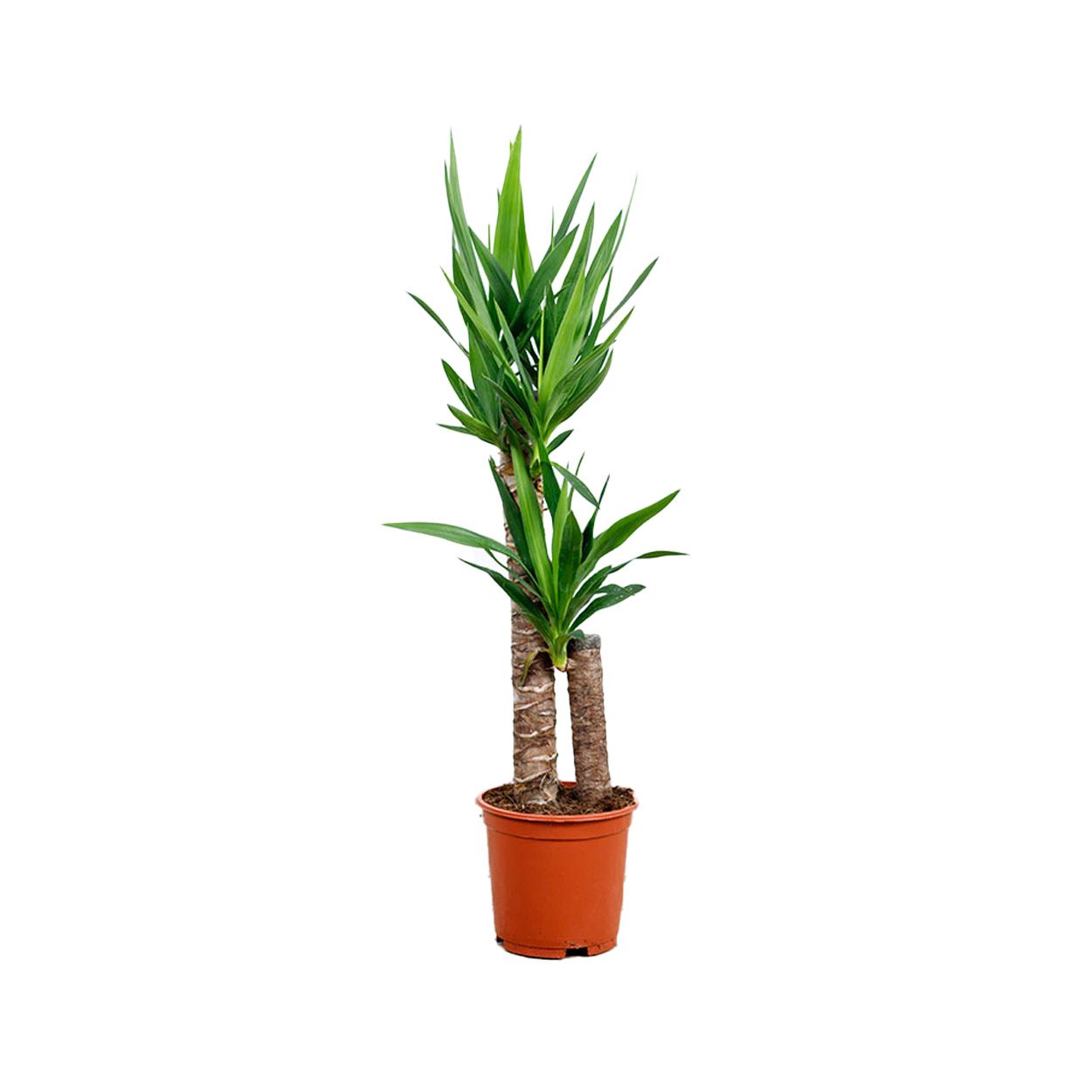 Yucca 2 Head - Spineless Yucca 19cm
