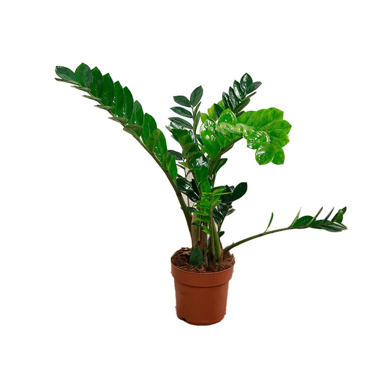 Zamioculcas Zamiifolia - ZZ Plant 17cm