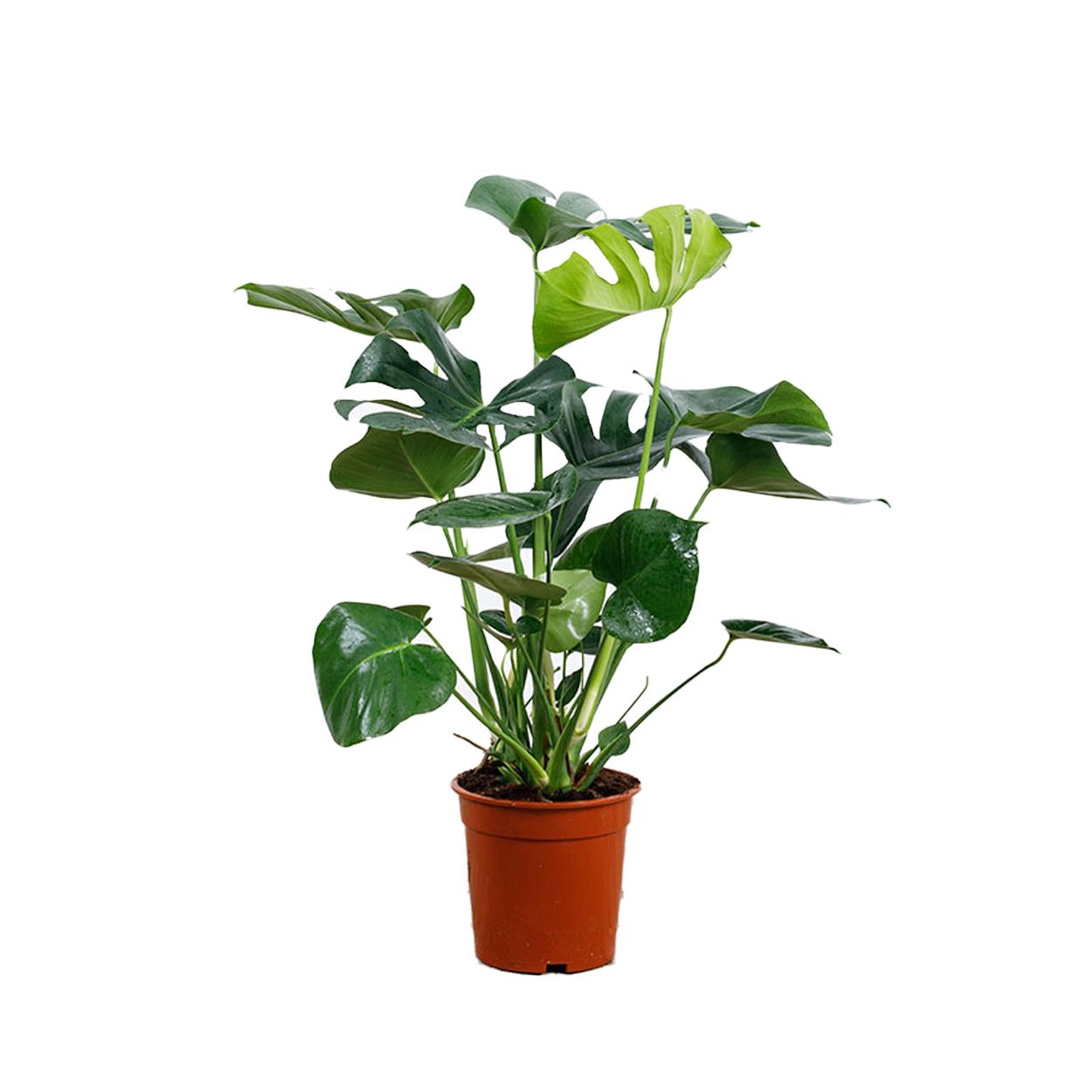 Monstera Deliciosa (Swiss Cheese Plant) 21cm