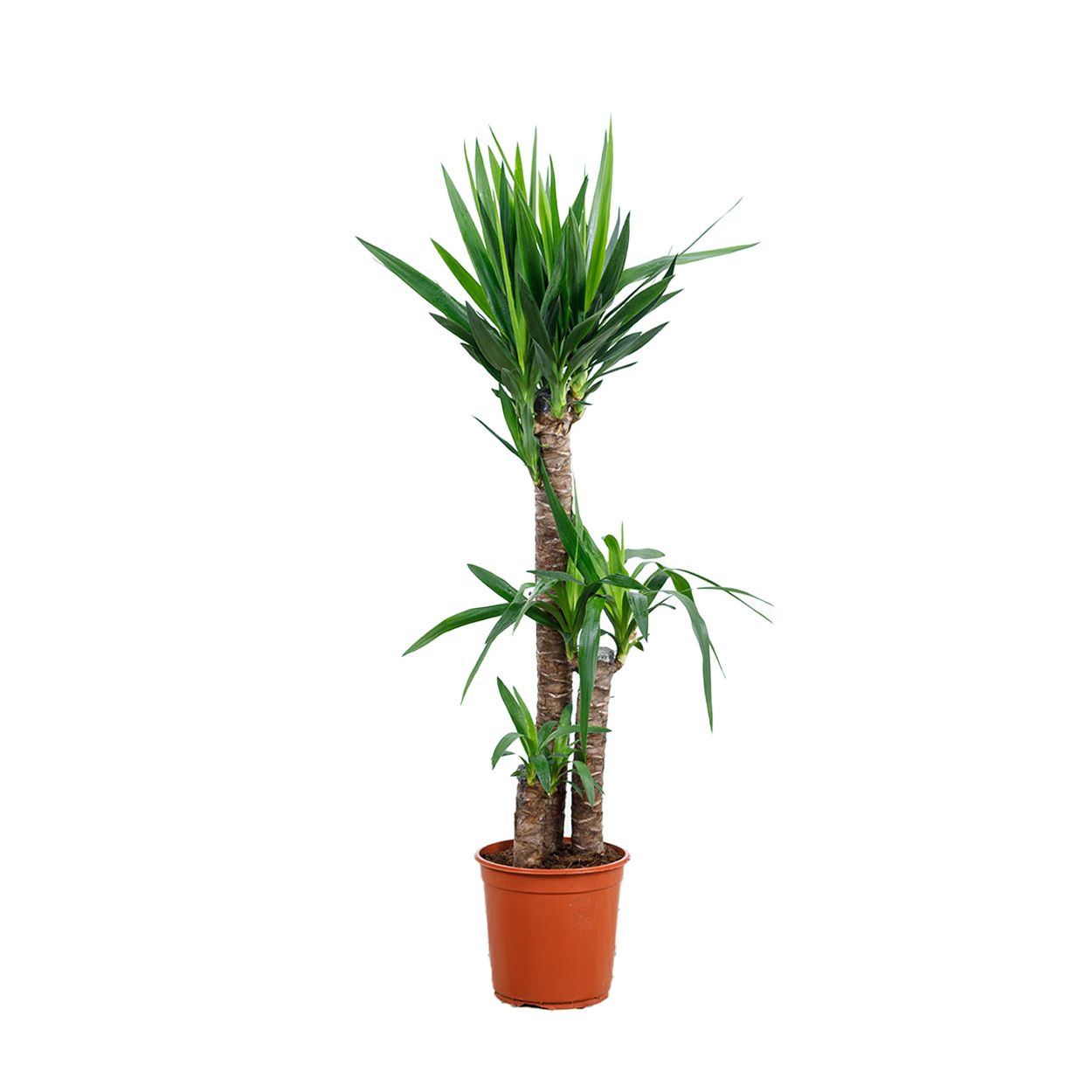 Yucca 3 Head - Spineless Yucca 24cm