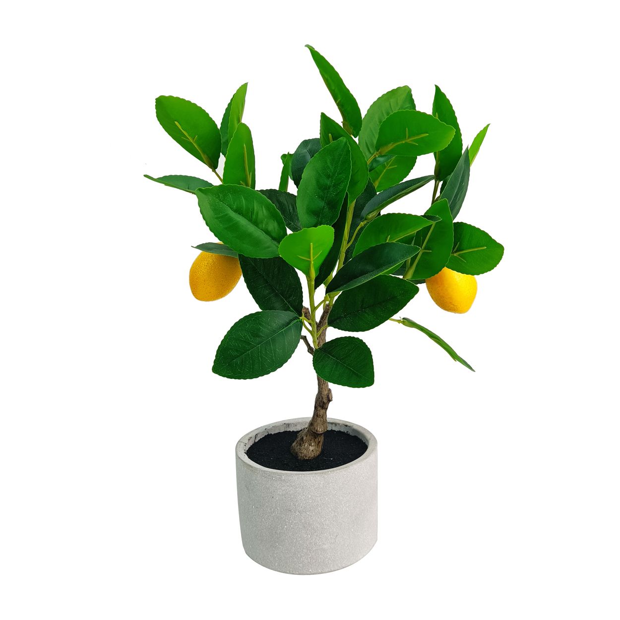 Lemon Tree In Cement Pot