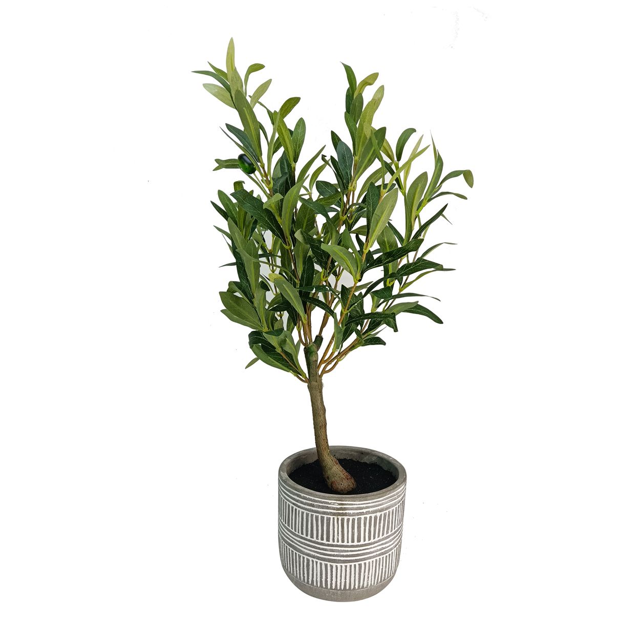 Olive Tree In Cement Pot