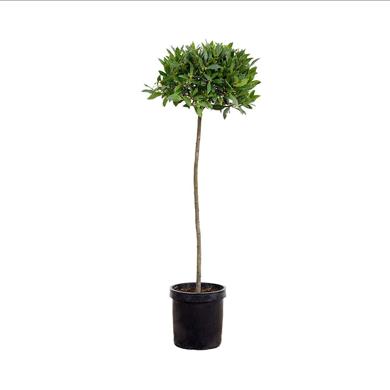 Bay Tree Stem and Ball