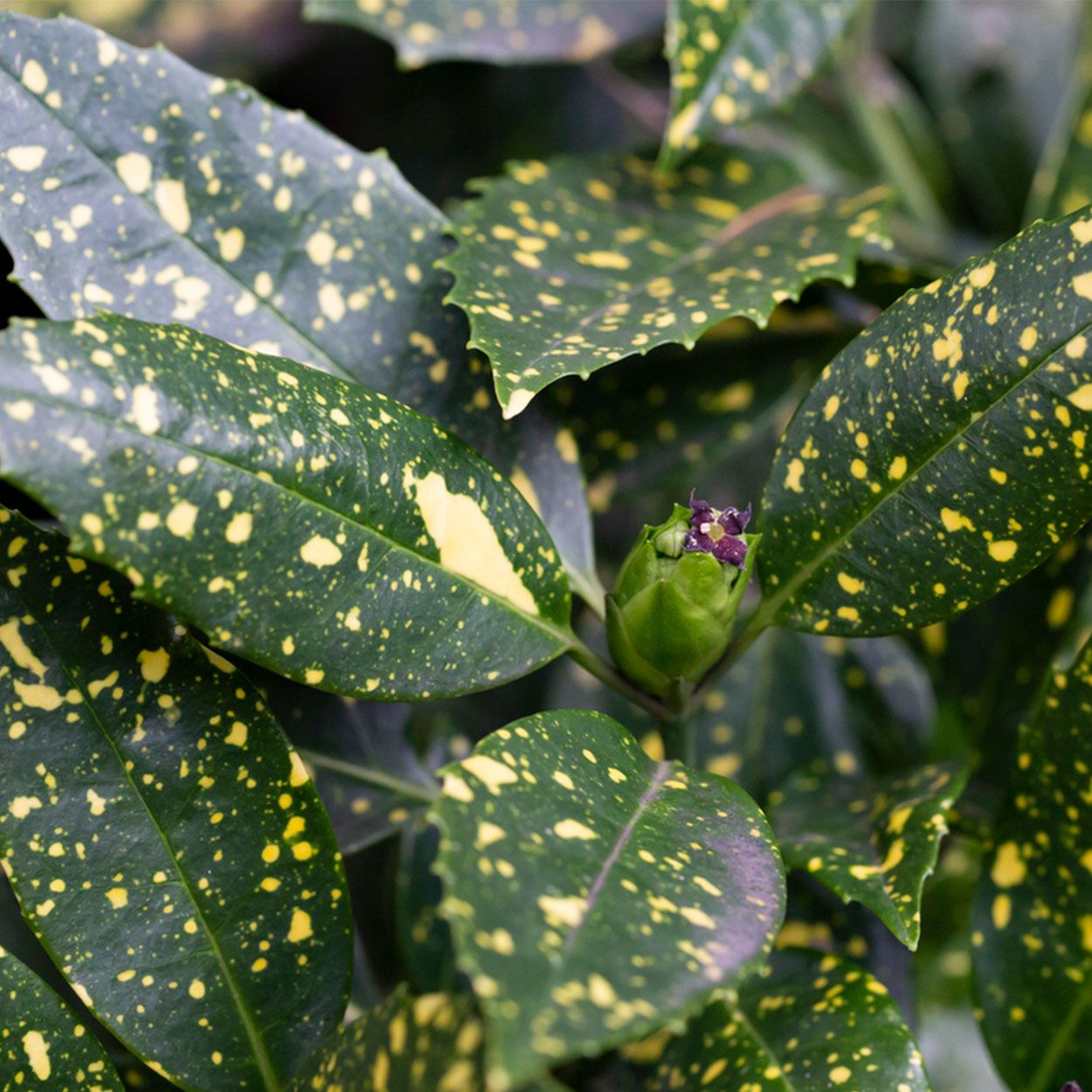 Aucuba Japonica Variegata 2L