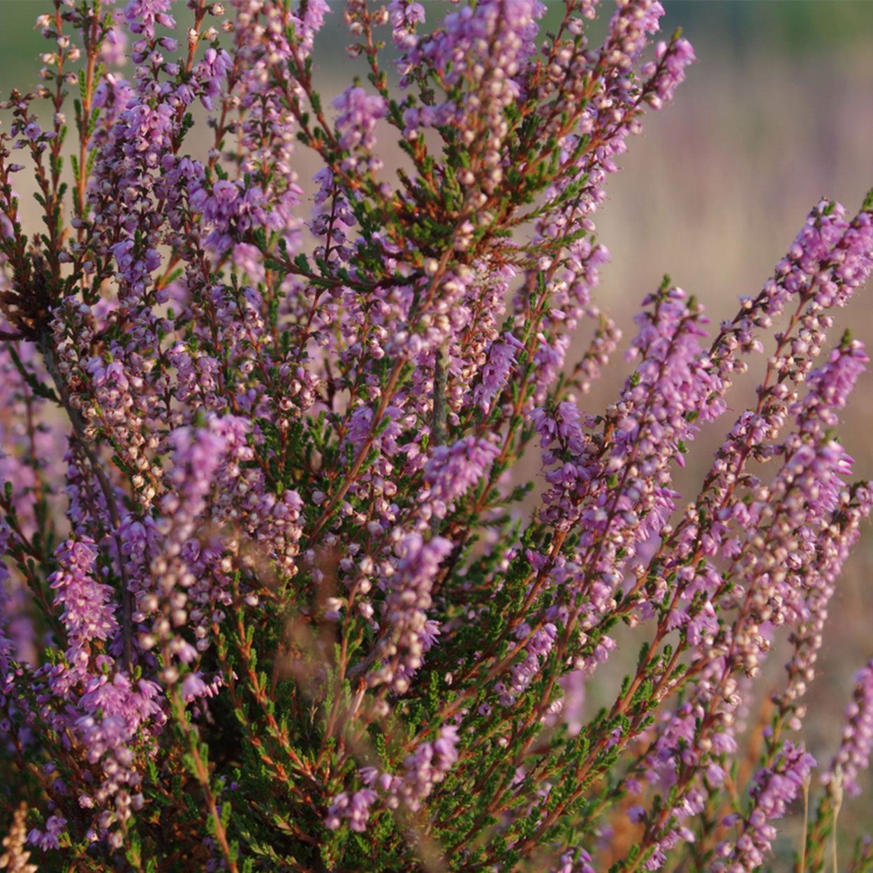 Heather 1L