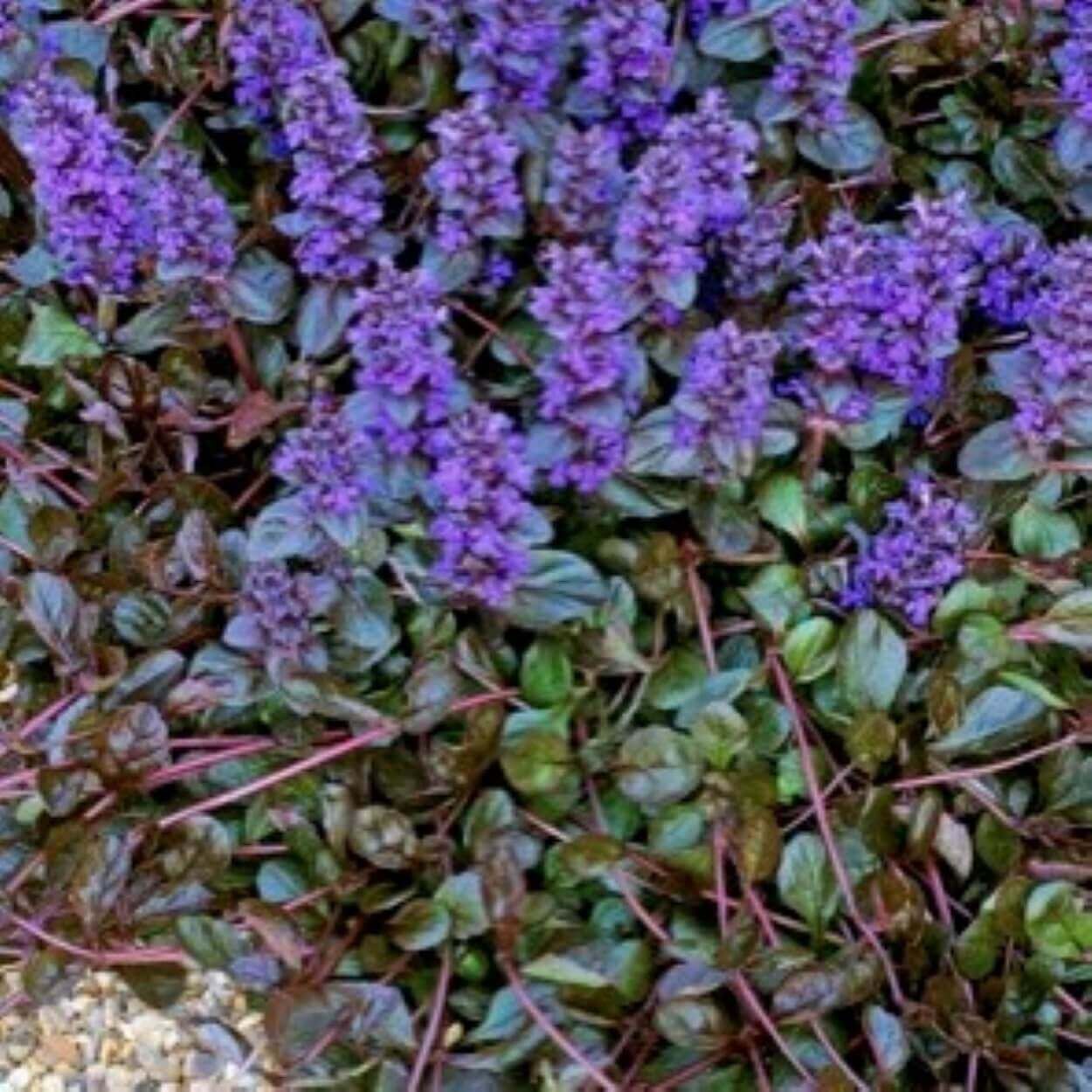 4Pk Ajuga