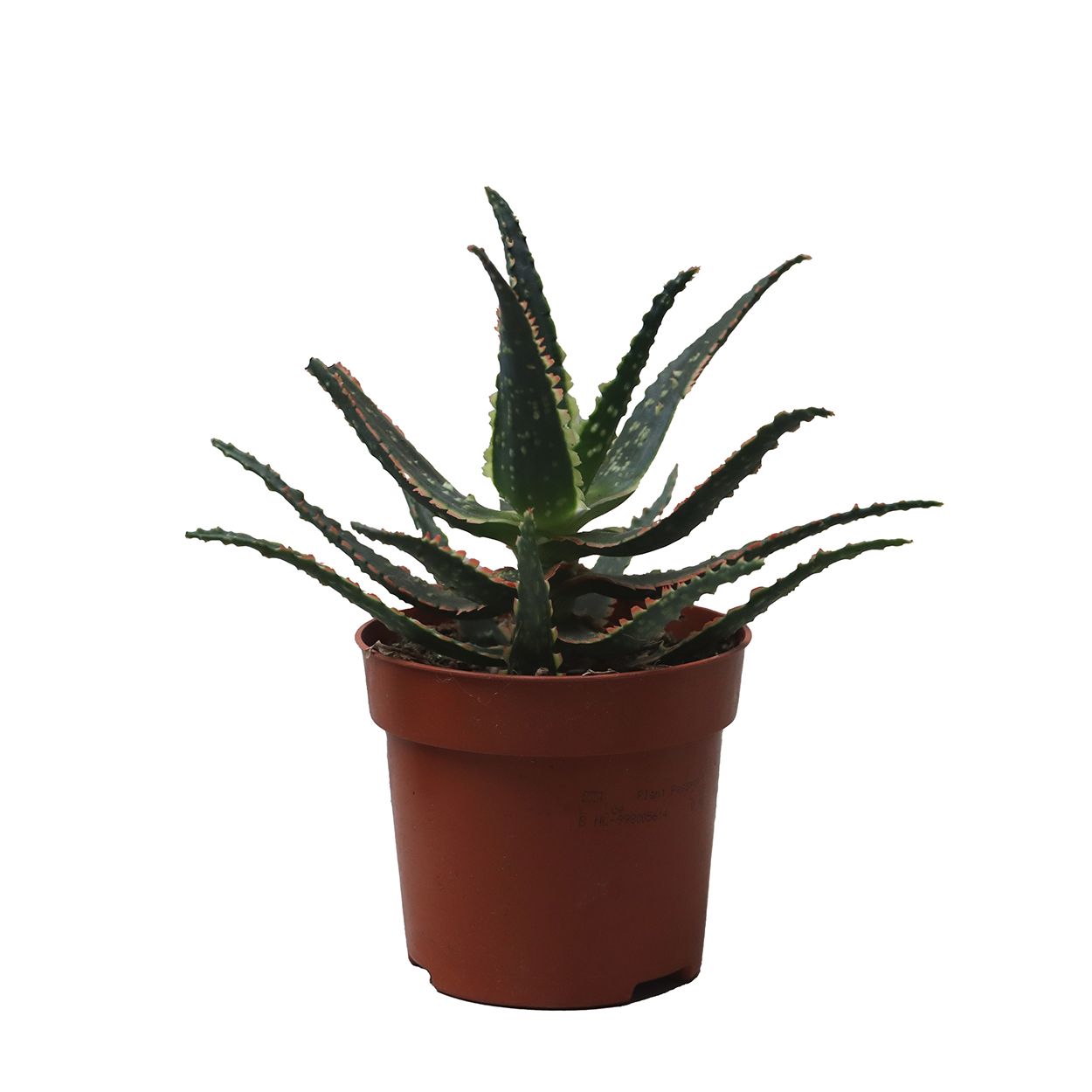 Aloe Jurassic Chamelon 10.5cm | Woodie's