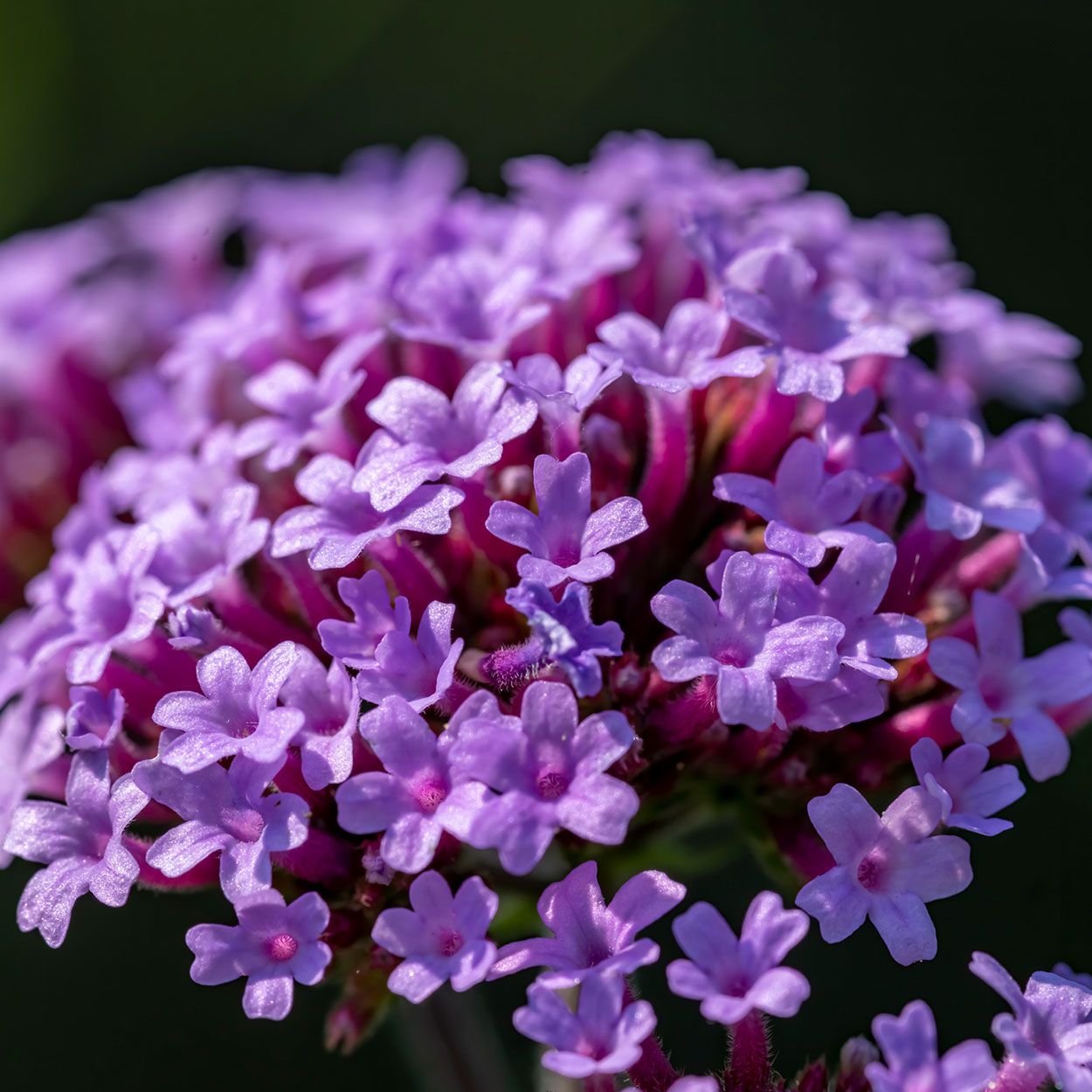Verbena 6 Pack