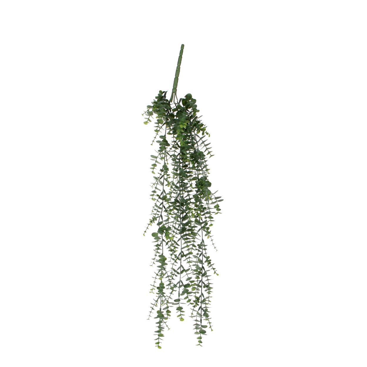 Eucalyptus Hanging Green