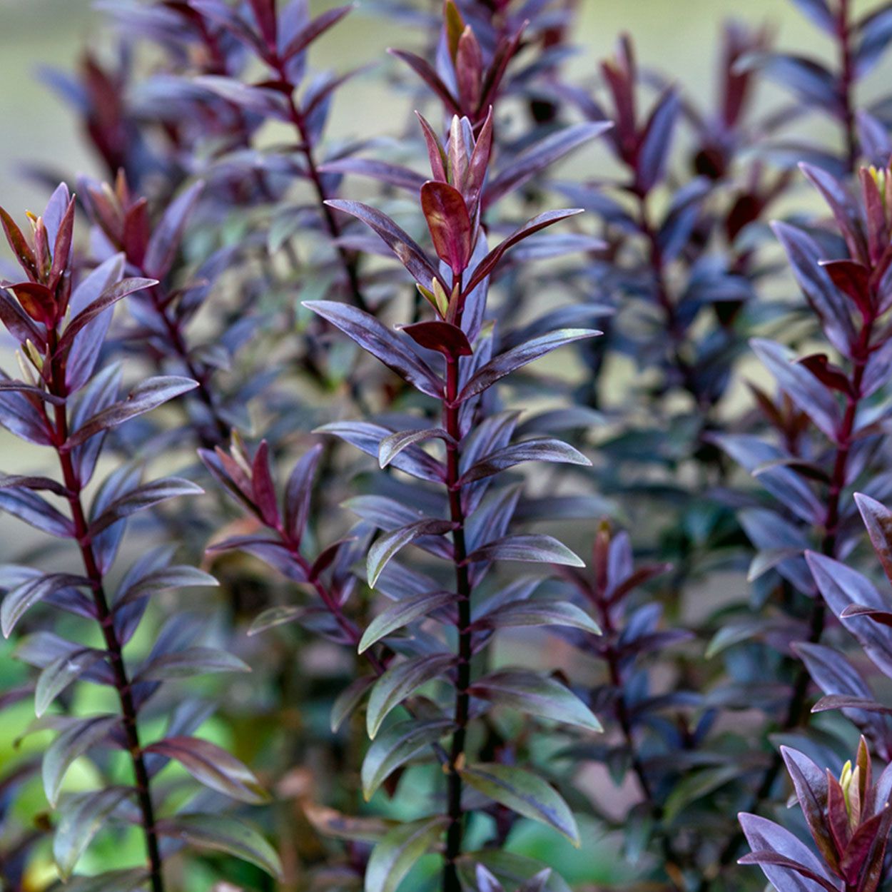 Hebe 'Little Red Rum' 2L