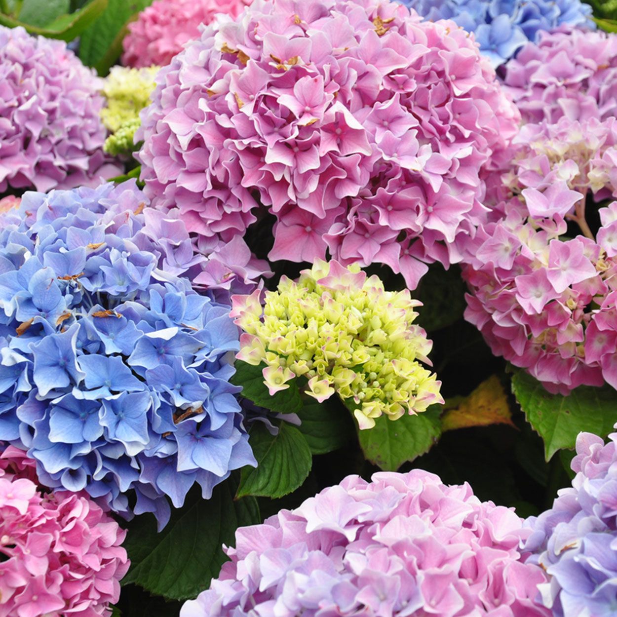 Hydrangea