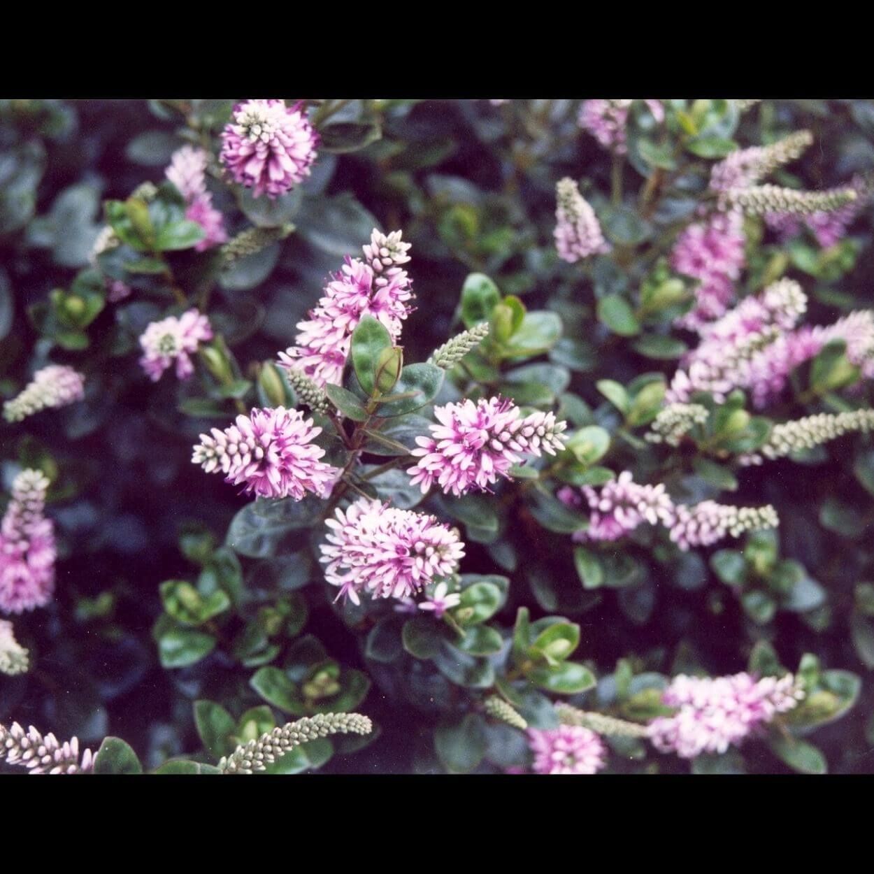 2L Hebe Pink Candy