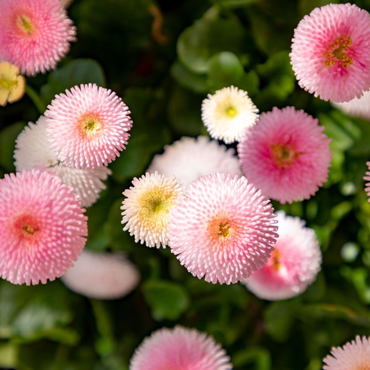 4Pk Bellis