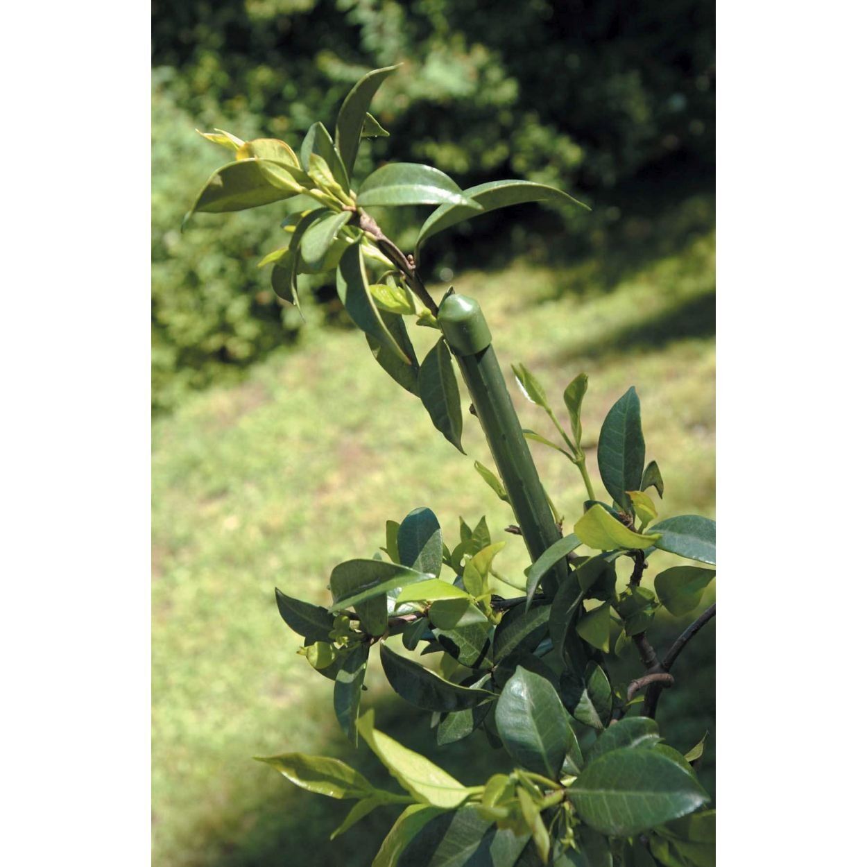 Plastic Coated Metal Garden Stake 150cm Green
