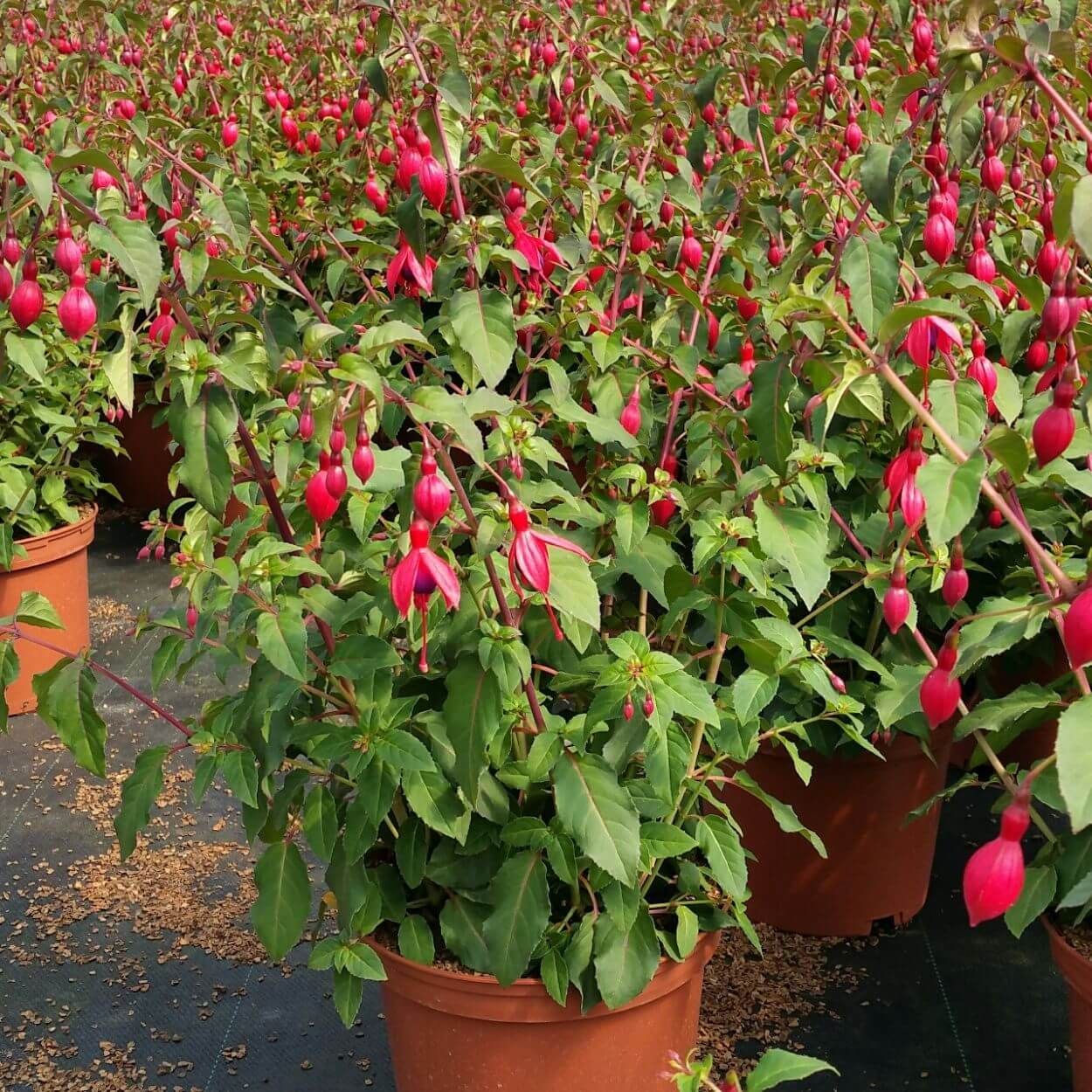 Fuchsia 'Mrs Popple' 2L