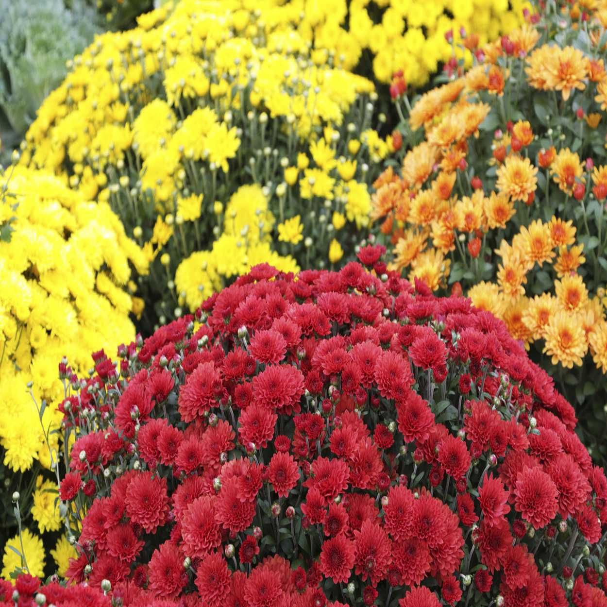 Garden Mum