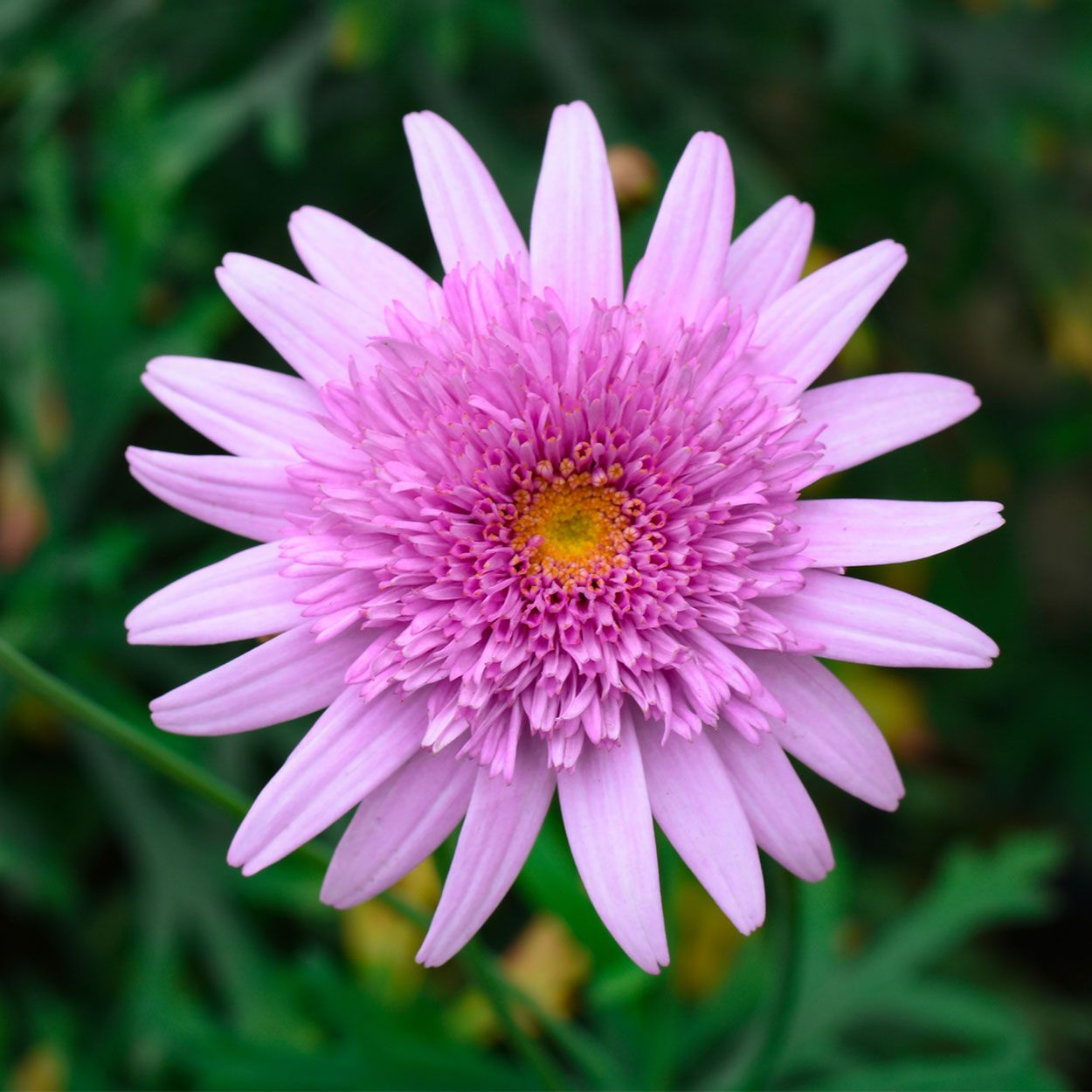 6Pk Patio Argyranthemum