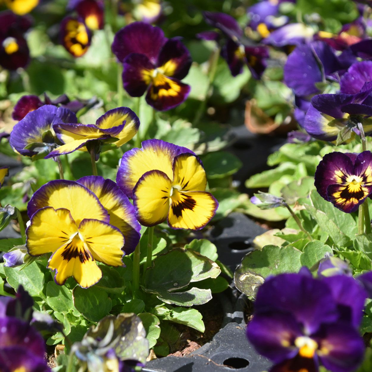 Viola Autumn/Winter 6 Pack