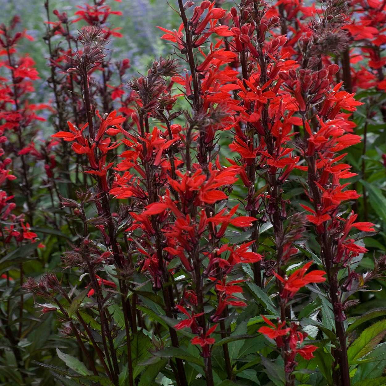 Lobelia Fan 13cm