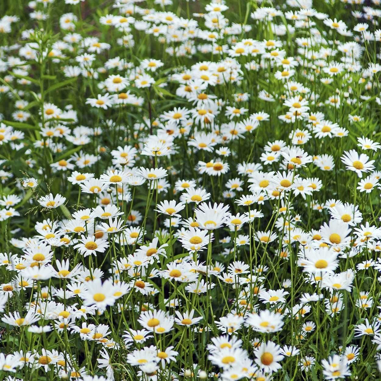 Leucanthemum 13cm