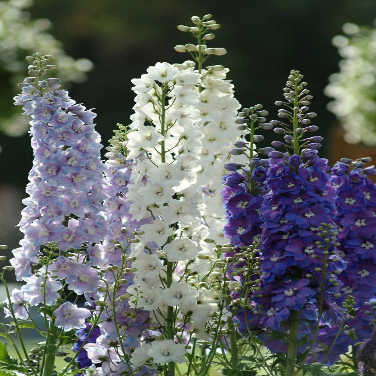 Delphinium 13cm