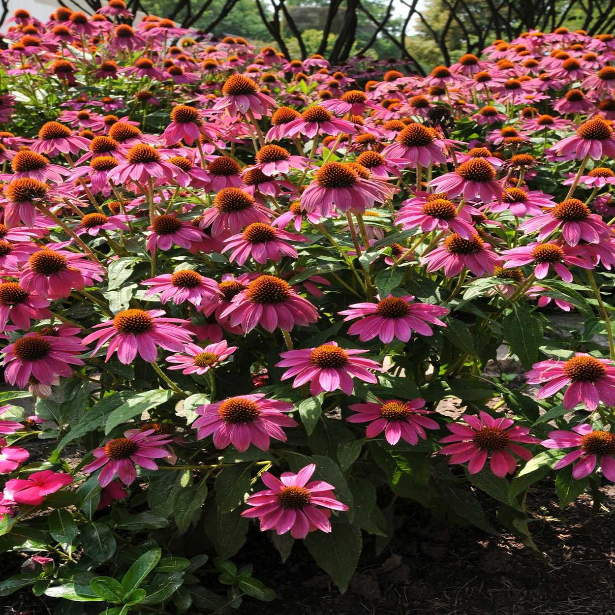 Echinacea 13cm
